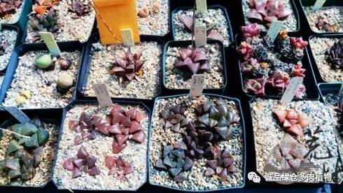 vista观天下春节旅游,vista看天下冰雪大世界