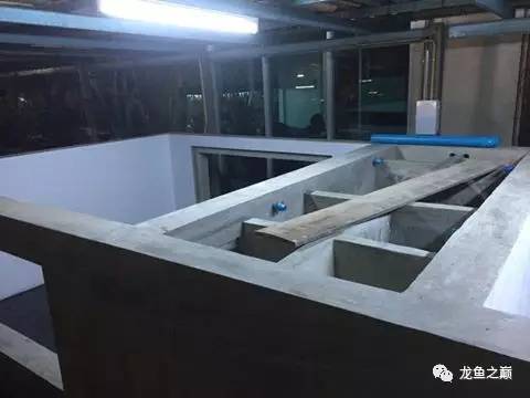 被龙鱼驱赶，哭！