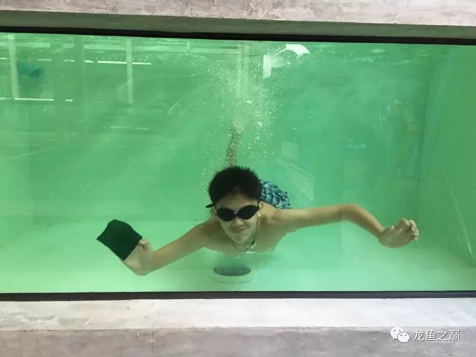 被龙鱼驱赶，哭！