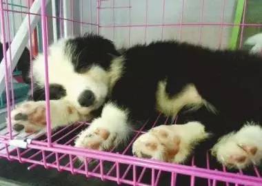 遇到卖病狗的狗舍该怎么处理,狗市买狗怎么避免买到病狗