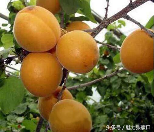 张家口美食的历史记载,河北张家口吃的特色美食