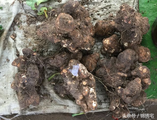 在北方不容易买到的时令蔬菜,这些特色蔬菜你见过吗