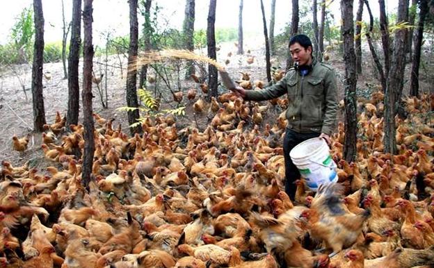 合作养鸡利润翻100倍,鱼鸡混养水产养殖