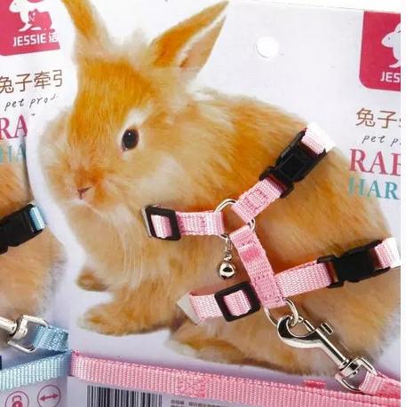 新手养兔子的正确方法,教新手养兔子的视频