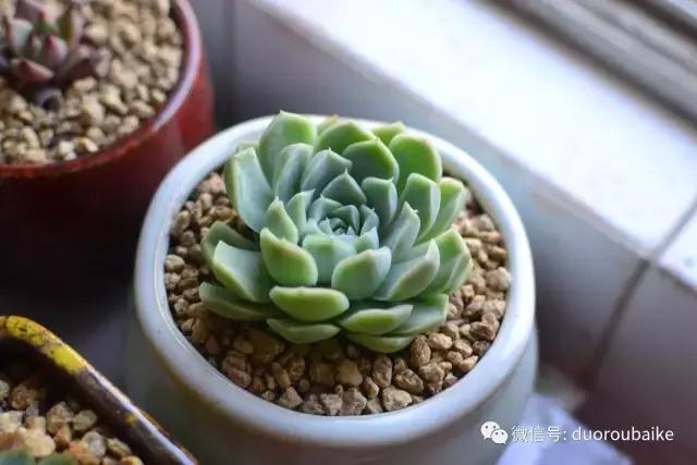 广西南宁适合养的多肉,广西南宁多肉博主
