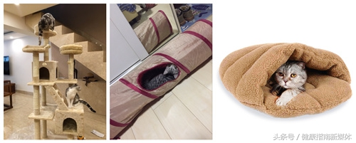 让猫自己在家10天,春节让猫独自在家