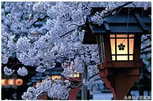 你知道樱花最多的地方在哪,你知道樱花的花期有多长吗