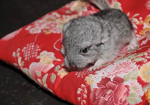 龙猫饲养技术书籍,龙猫饲养空间布置