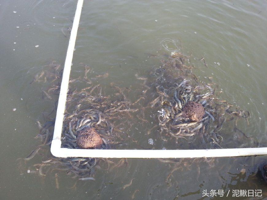 泥鳅养殖技术与投资,泥鳅是沉型还是浮型