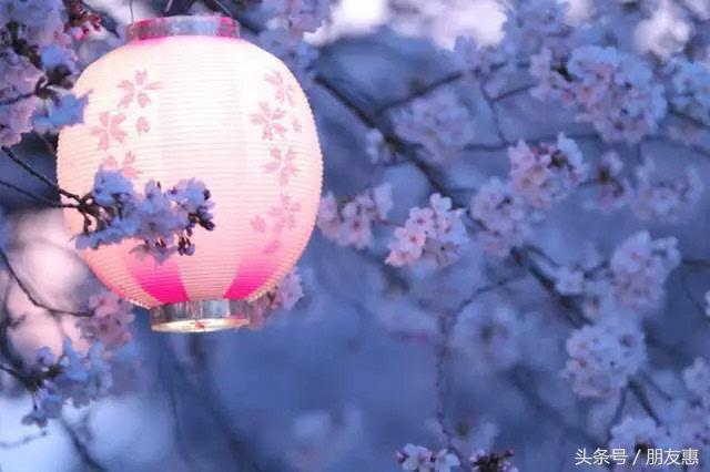 你知道樱花最多的地方在哪,你知道樱花的花期有多长吗