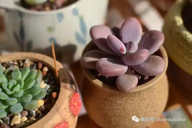 广西南宁适合养的多肉,广西南宁多肉博主