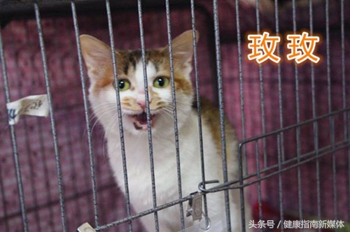 让猫自己在家10天,春节让猫独自在家