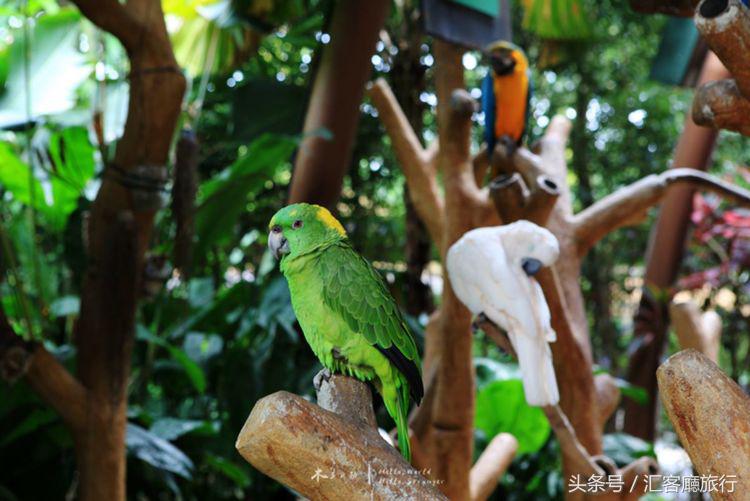 汇客厅2020,狮城新加坡旅游掠影