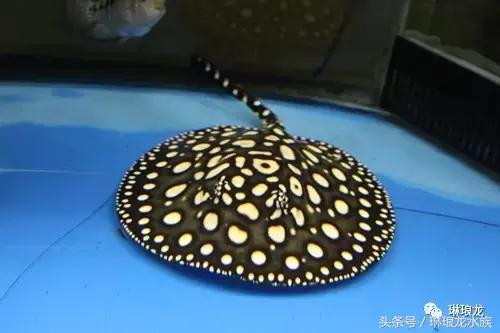 魟鱼的病,如何预防魟鱼疾病