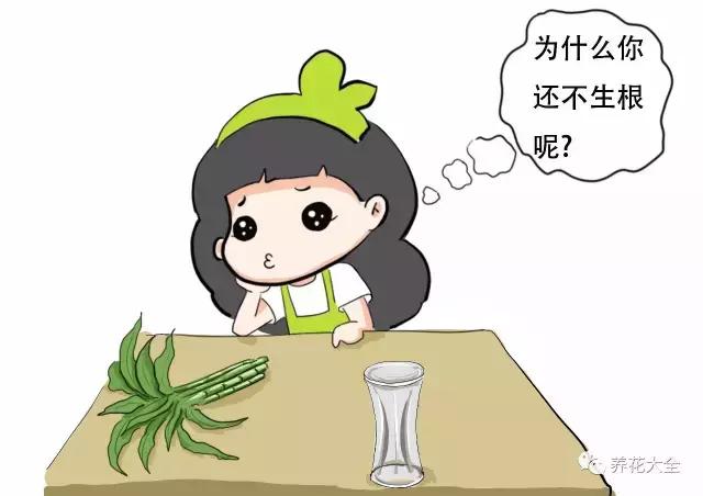 土培富贵竹叶子发黄怎么治,富贵竹叶子老是黄是怎么回事