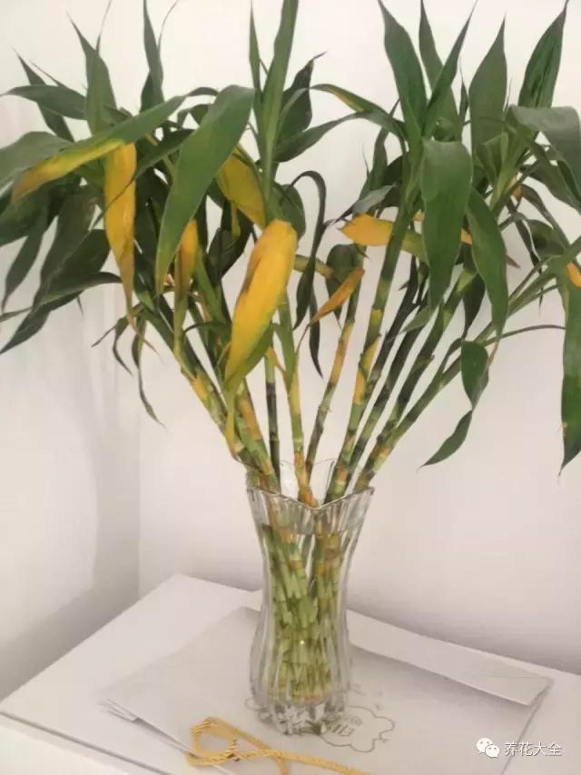 土培富贵竹叶子发黄怎么治,富贵竹叶子老是黄是怎么回事