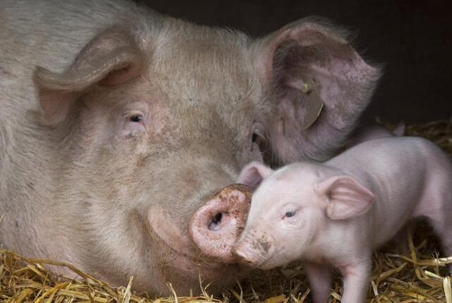 人工授精好还是公猪授精好,猪人人工授精和公猪授精哪个好