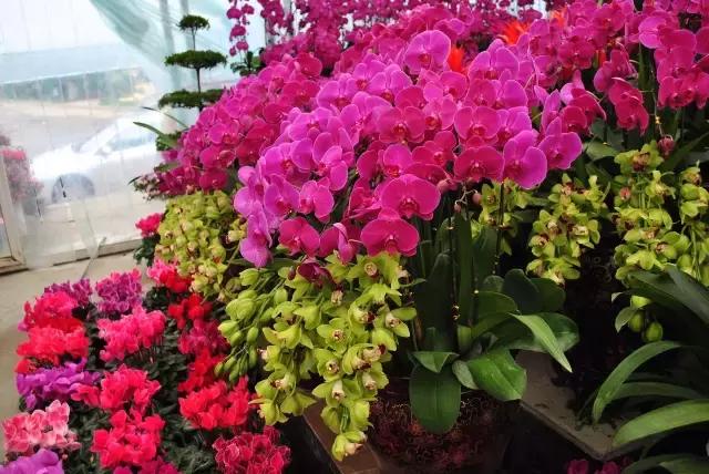 年宵花怎样才能保持长久,年宵花为什么每年都要丢掉