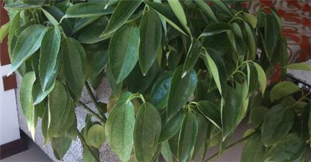 平安树怎么区分缺水了还是烂根了,平安树叶子发黄掉落怎么办