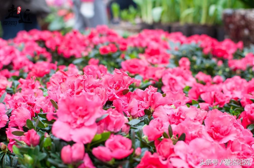 洛阳新区年货批发市场,洛阳老城年货市场