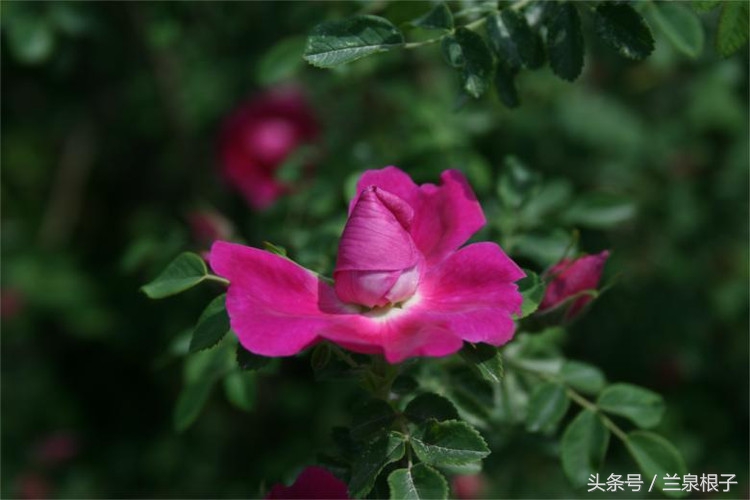 兰州苦水玫瑰,永登苦水玫瑰可以摘了吗