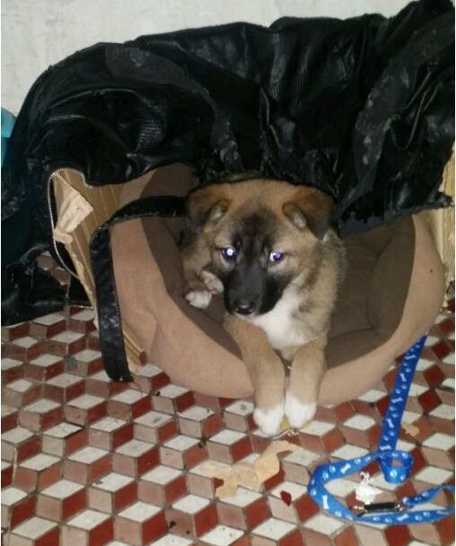 家养土狗被人称为“戴孝狗”，为了讨吉利主人狠心将其抛弃