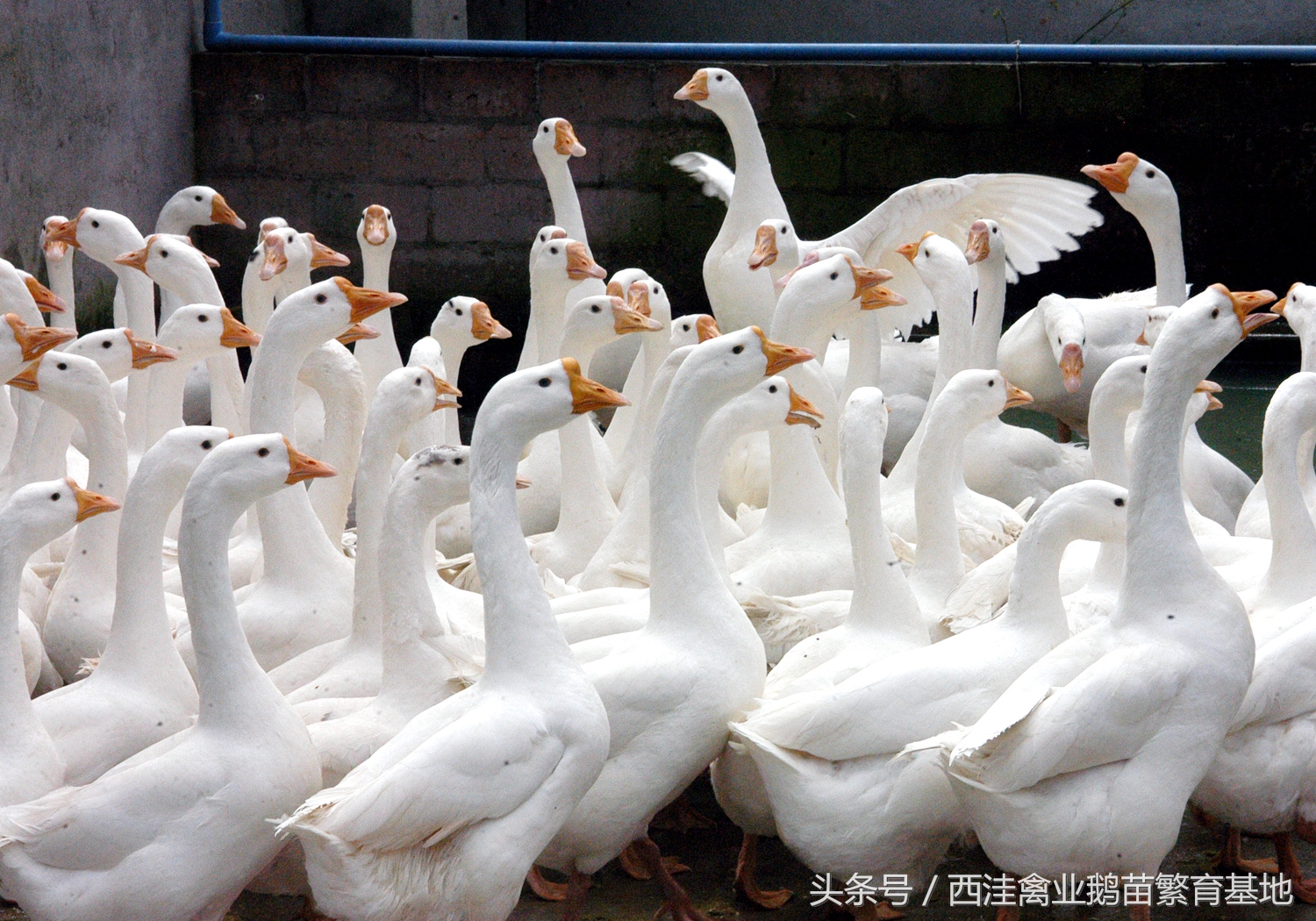散养鹅的鹅病诊断防治,西洼禽业鹅苗繁育基地