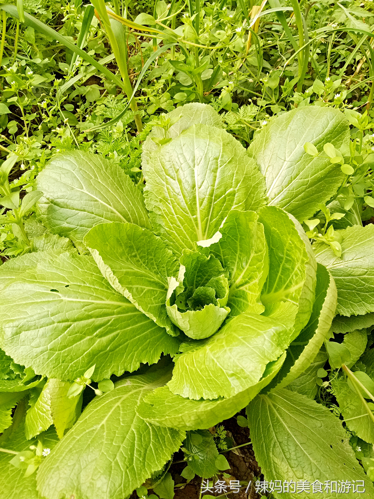 住一楼带花园的优缺点,住一楼带露台的房子真实感受