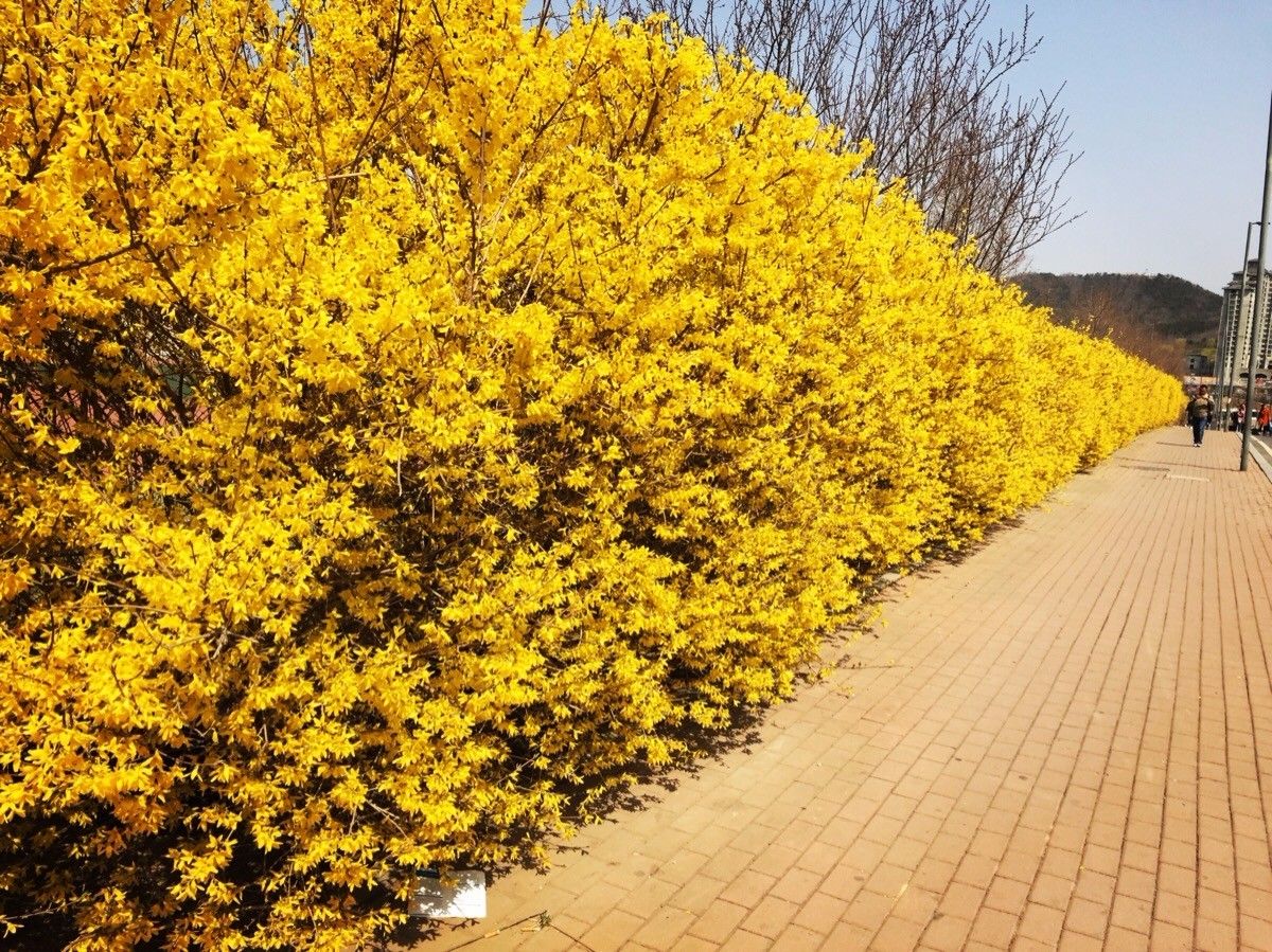 《本草》植物志之迎春花：大禹的眼泪化作的报春信使