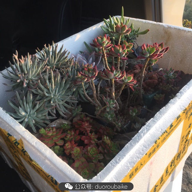 关于多肉植物的国画,多肉山水画