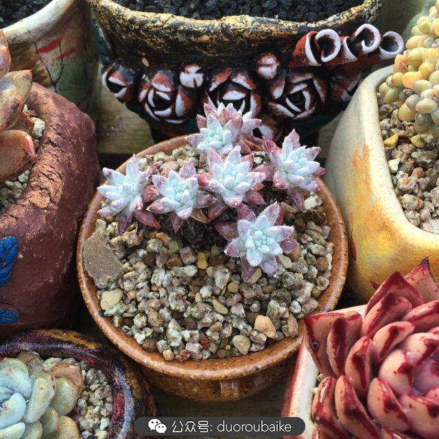 关于多肉植物的国画,多肉山水画