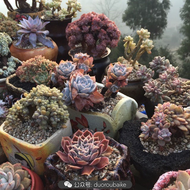 关于多肉植物的国画,多肉山水画