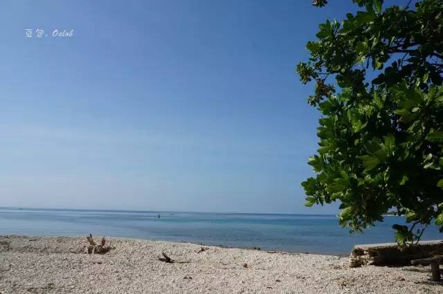除了鲸鱼海豚还有哪些哺乳动物,除了鲸鲨还有什么鱼比较大