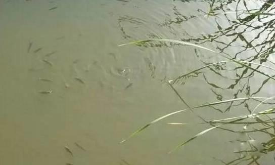 解决小鱼闹窝的最好办法,摇三摇为什么可以防止小鱼闹窝