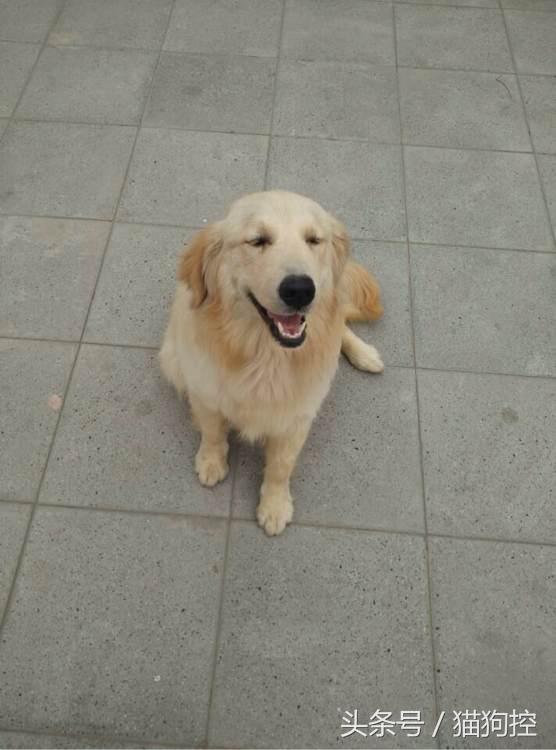 回来发现金毛嘴肿了,金毛舌头发紫正常吗