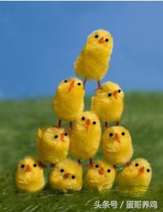 鸡病诊断与防治课件,鸡病快速诊断大全