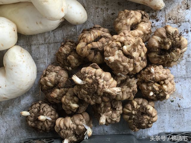 在北方不容易买到的时令蔬菜,这些特色蔬菜你见过吗