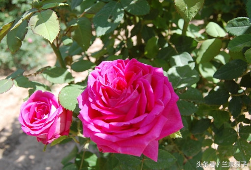 兰州苦水玫瑰,永登苦水玫瑰可以摘了吗