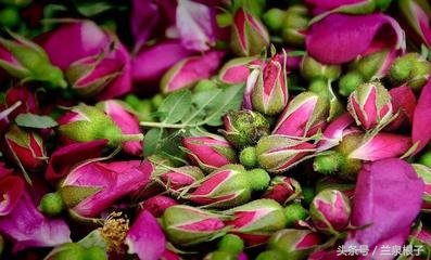 兰州苦水玫瑰,永登苦水玫瑰可以摘了吗