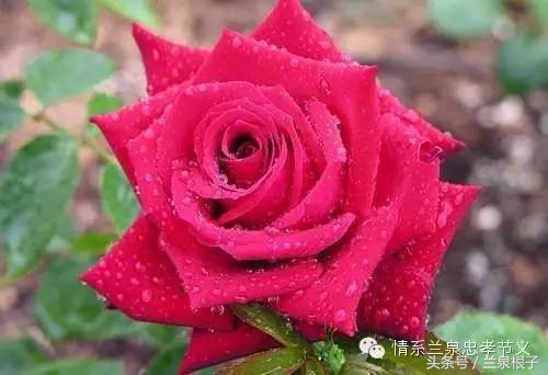 兰州苦水玫瑰,永登苦水玫瑰可以摘了吗