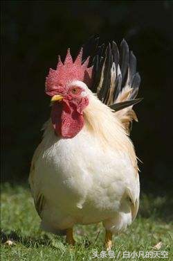 山间碰到一只白公鸡，有人说是来还恩的