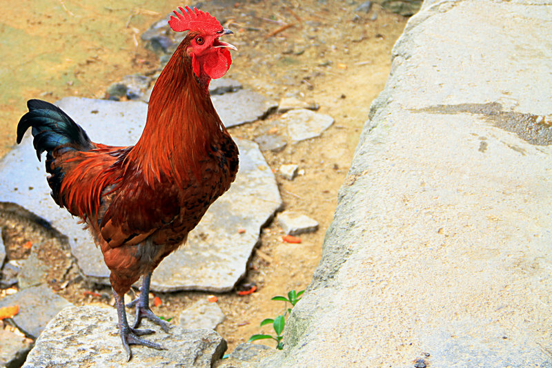公鸡母鸡战斗鸡是什么鸡,公鸡母鸡小时候的区别