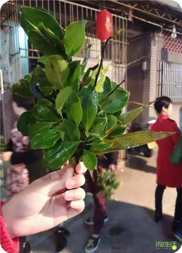 行头桥必经的祠堂，背后竟还有这些故事，你听说过吗？