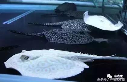 魟鱼的病,如何预防魟鱼疾病