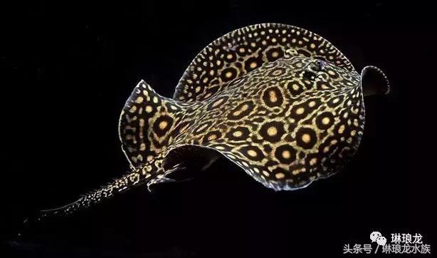 魟鱼的病,如何预防魟鱼疾病