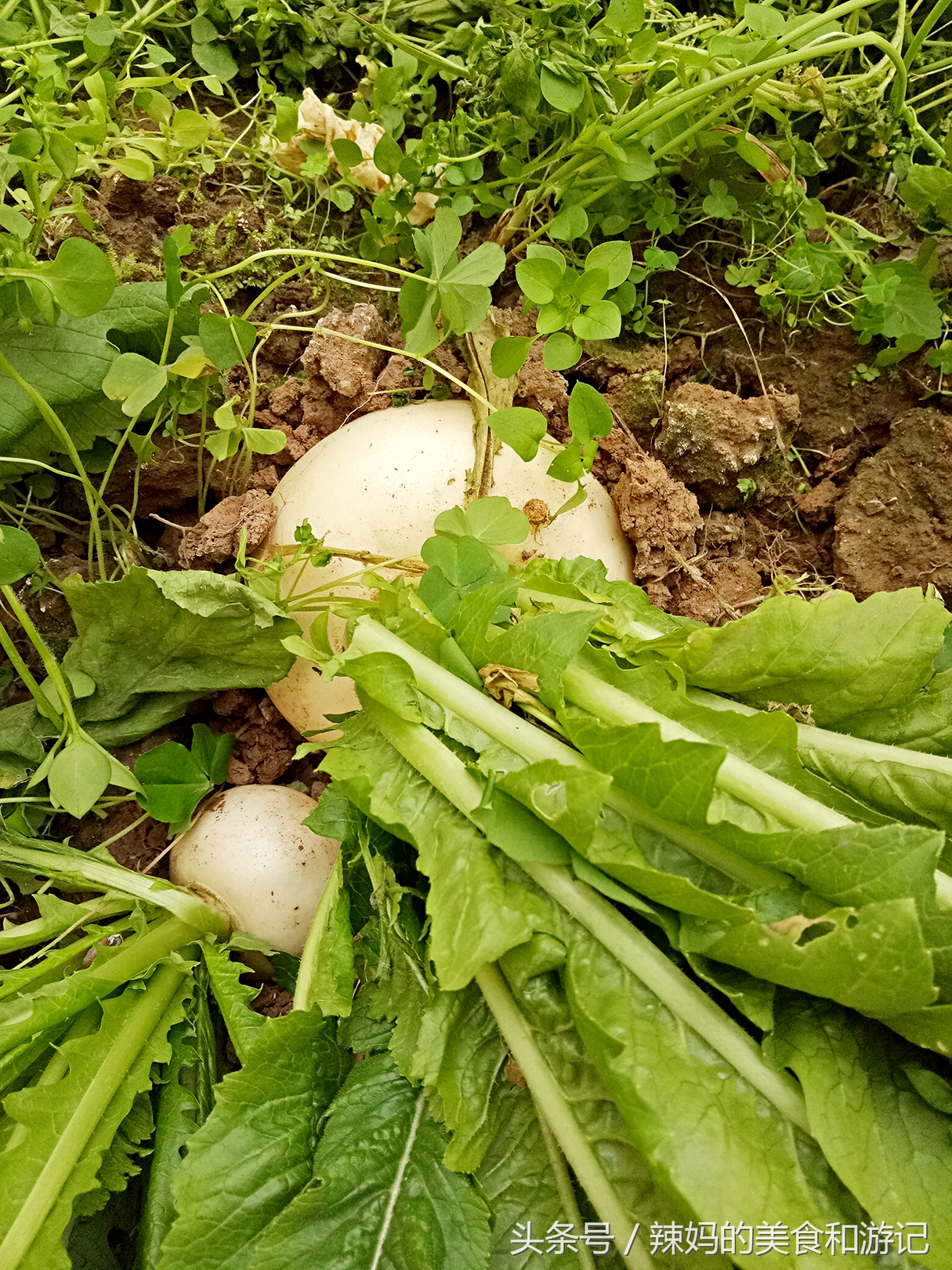 住一楼带花园的优缺点,住一楼带露台的房子真实感受
