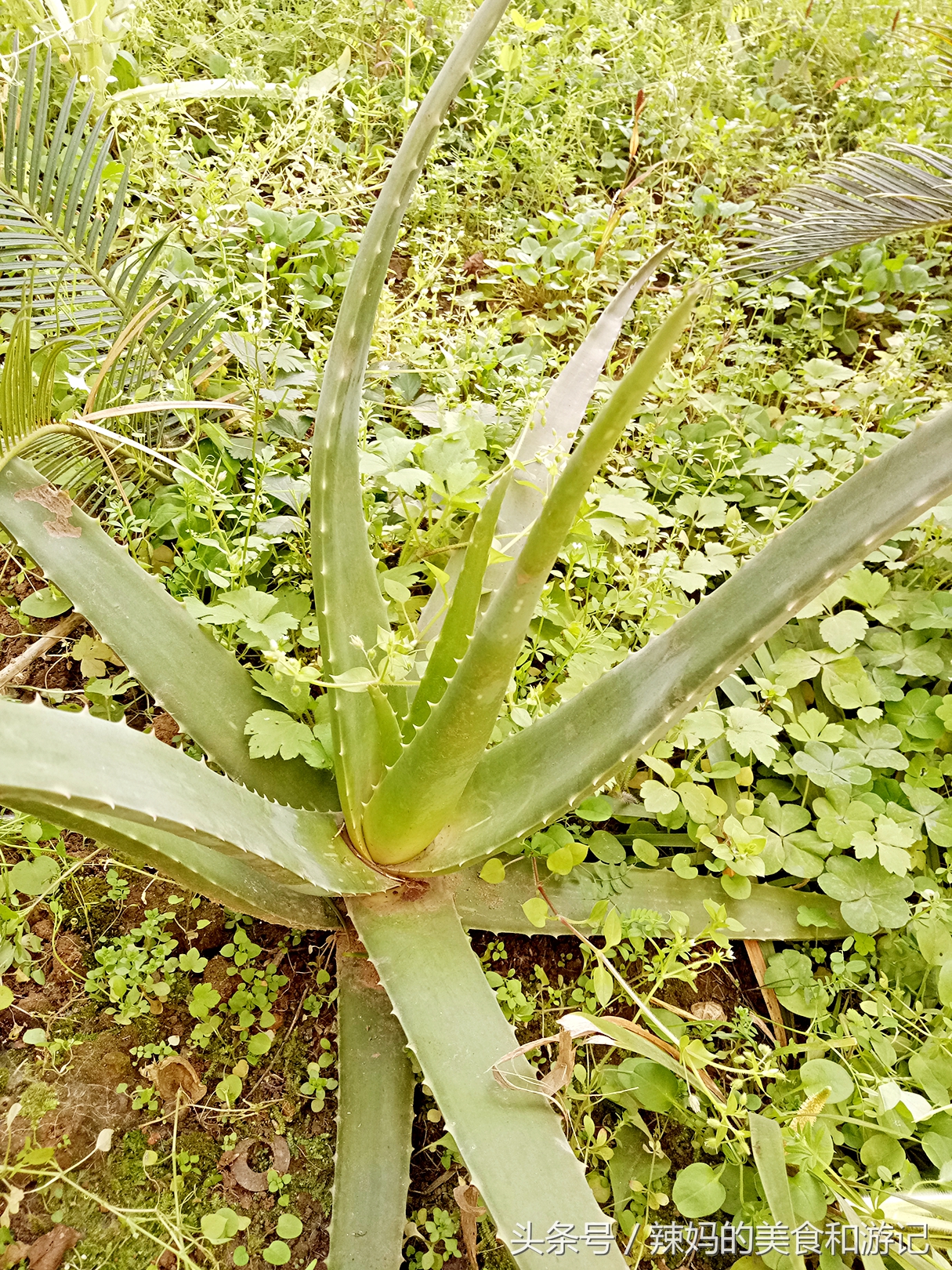 住一楼带花园的优缺点,住一楼带露台的房子真实感受