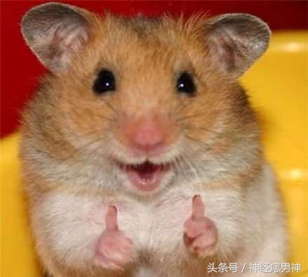 从来没有化过妆玩cos,从没见过这么小众的cos