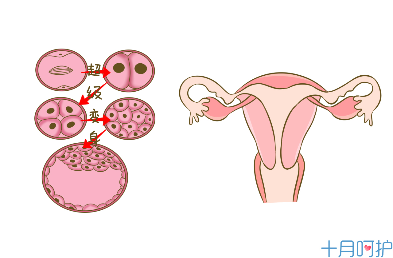 除了怀孕还有什么情况会有两条杠,早早孕两条杠很明显
