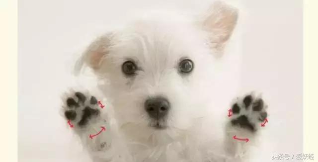 足部走路姿势,一岁宝宝足部正确姿势